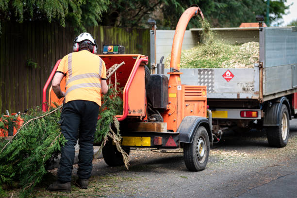 Best Tree Trimming and Pruning  in Everman, TX